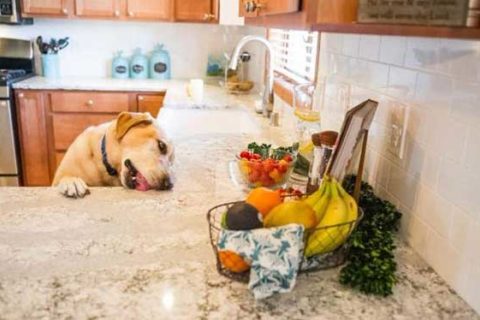 dog laying on countertops