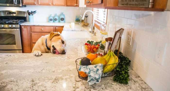 dog laying on countertops